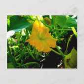 " Autumn Yellow Squash Blossom " Briefkaart (Voorkant)