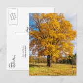 Autumn Yellow Sugar Maple Briefkaart (Voorkant / Achterkant)