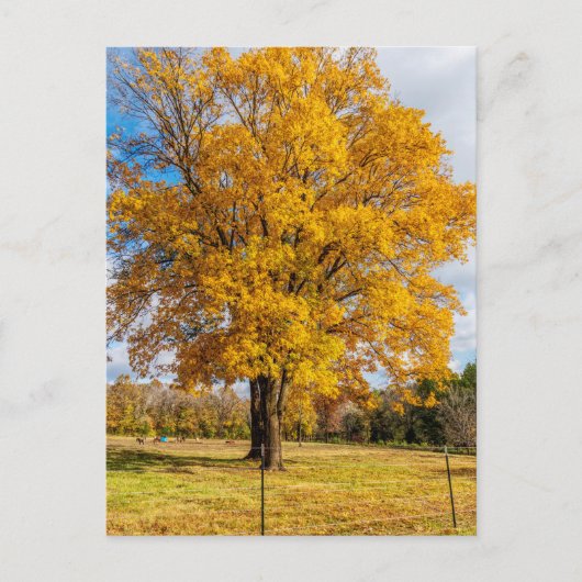 Autumn Yellow Sugar Maple Briefkaart (Voorkant)