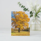 Autumn Yellow Sugar Maple Briefkaart (Staand voorkant)