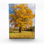 Autumn Yellow Sugar Maple Fotoblokken (Voorkant)