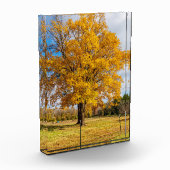 Autumn Yellow Sugar Maple Fotoblokken (Links)