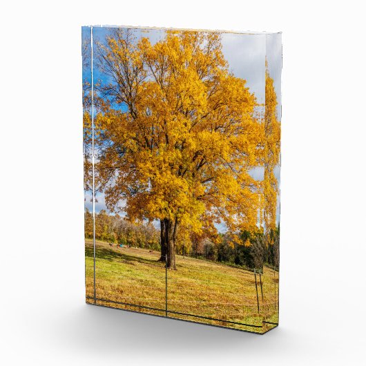 Autumn Yellow Sugar Maple Fotoblokken (Rechts)