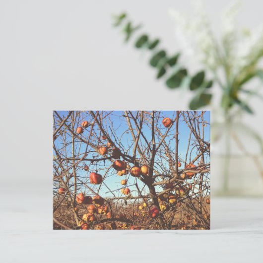 Autumnal Apples Foto Briefkaart (Staand voorkant)