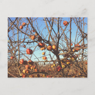 Autumnal Apples Foto Briefkaart