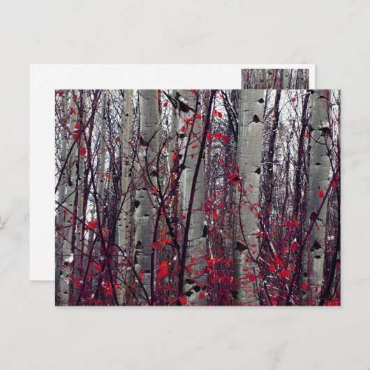 Autumnal Aspens Briefkaart (Voorkant / Achterkant)