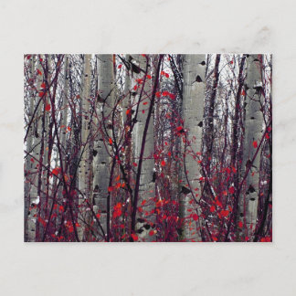 Autumnal Aspens Briefkaart
