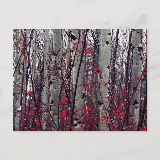 Autumnal Aspens Briefkaart (Voorkant)