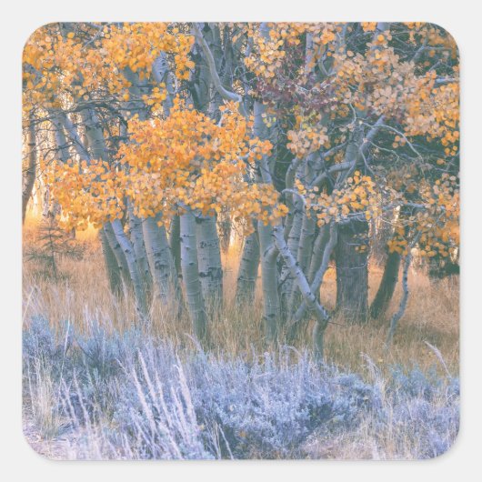 Autumnal Aspens Forest Vierkante Sticker (Voorkant)