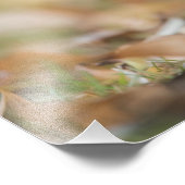 Autumnal Galah 12x16-inch fotoprint Foto Afdruk (Hoek)