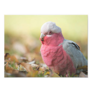 Autumnal Galah 12x16-inch fotoprint Foto Afdruk