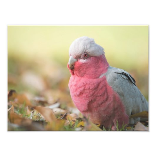 Autumnal Galah 12x16-inch fotoprint Foto Afdruk (Voorkant)