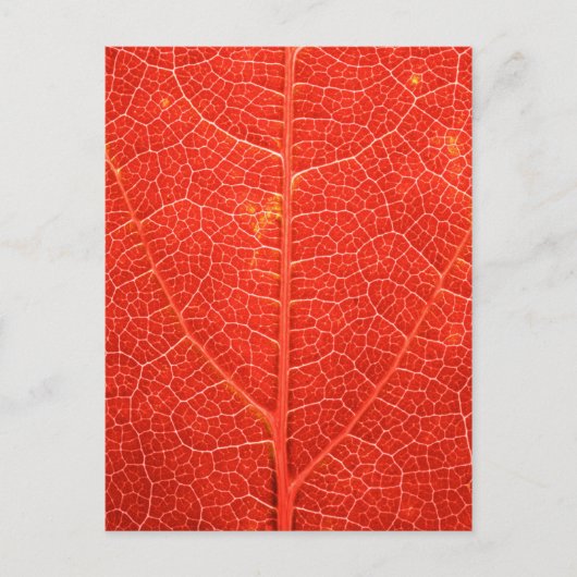 Autumnal Leaf Briefkaart (Voorkant)