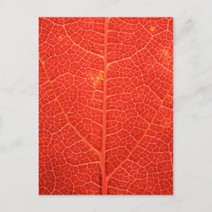 Autumnal Leaf Briefkaart
