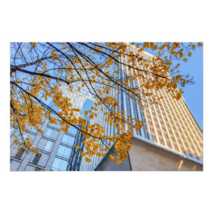 Autumnal Tree en Cityscape Skyline Foto Afdruk