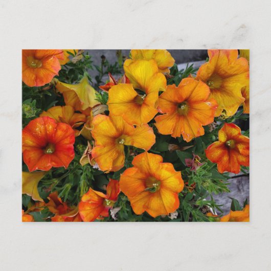 Autumnale tuin briefkaart (Voorkant)