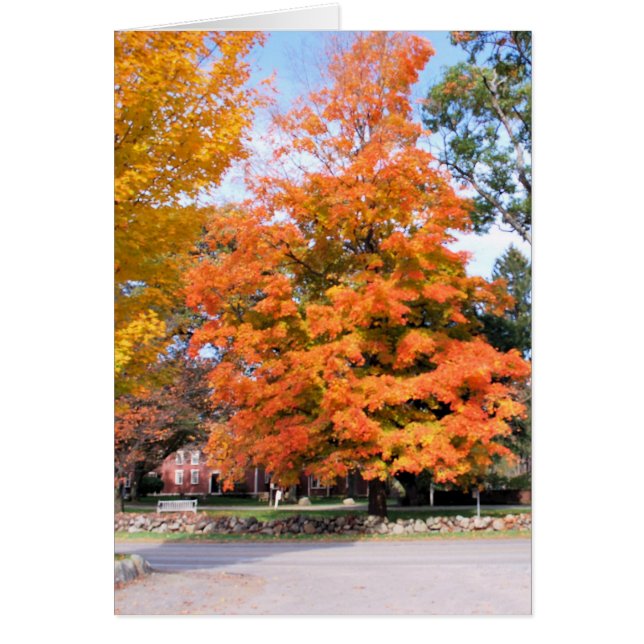 AUTUMN'S GLEAM (Voorkant)