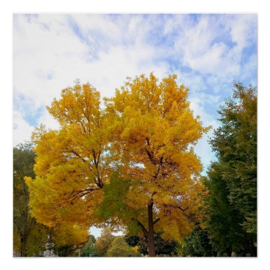 AUTUMNS MELLOW GEEL poster (Voorkant)