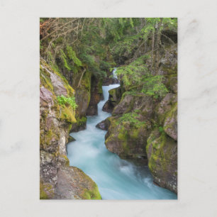 Avalanche Creek, Glacier National Park, Montana Briefkaart