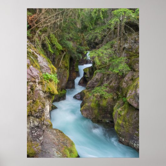 Avalanche Creek, Glacier National Park, Montana Poster (Voorkant)