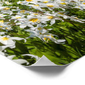 Avalanche lilies en Mount Rainier 2 Poster (Hoek)