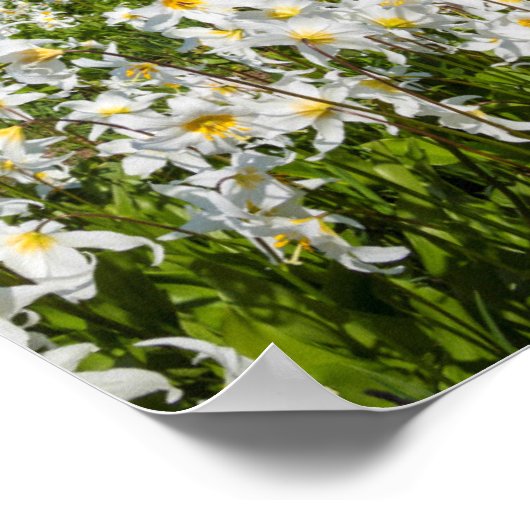 Avalanche lilies en Mount Rainier 2 Poster (Hoek)