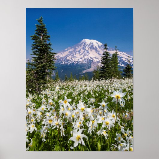 Avalanche lilies en Mount Rainier 2 Poster (Voorkant)
