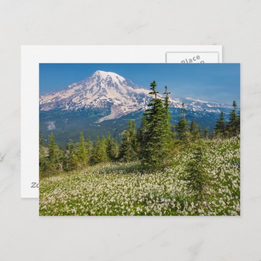 Avalanche lilies en Mount Rainier Briefkaart (Voorkant / Achterkant)