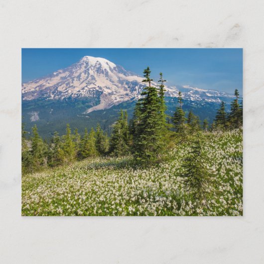 Avalanche lilies en Mount Rainier Briefkaart (Voorkant)