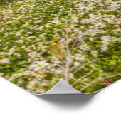 Avalanche lilies en Mount Rainier Poster (Hoek)