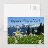 Avalanche Lilies, Mountains, Olympisch Nationaal P Briefkaart (Voorkant / Achterkant)