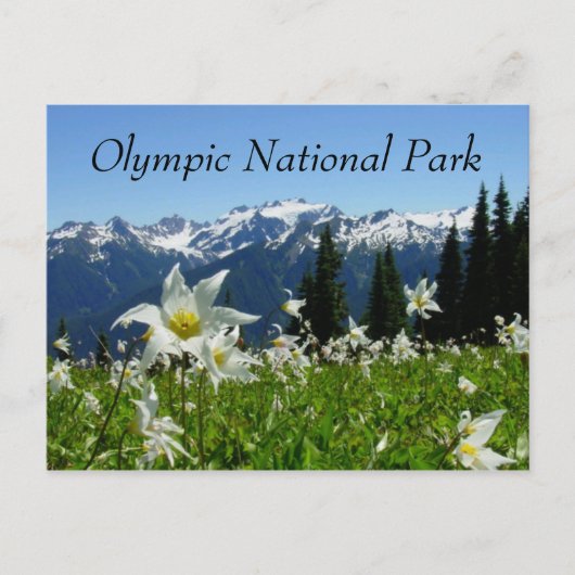 Avalanche Lilies, Mountains, Olympisch Nationaal P Briefkaart (Voorkant)