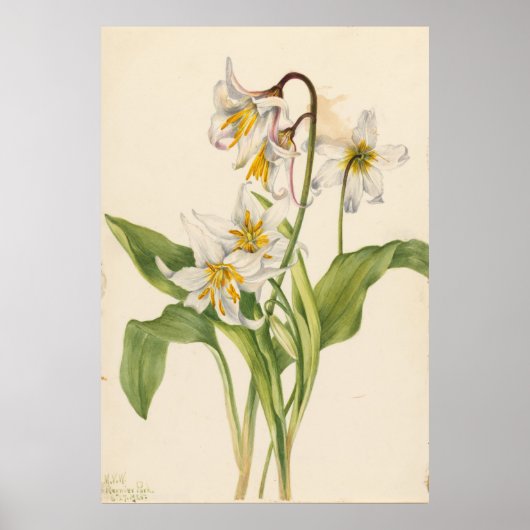 Avalanche Lily (Erythronium montanum) Poster (Voorkant)