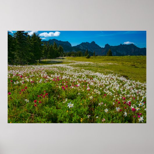 Avalanche Lily Superbloom Poster (Voorkant)