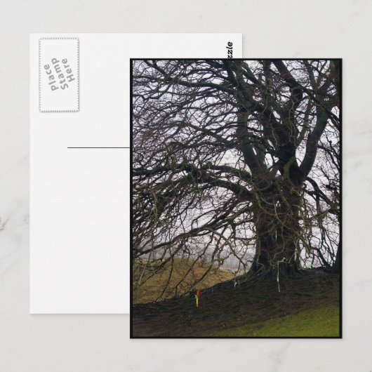Avebury Beech Briefkaart (Voorkant / Achterkant)