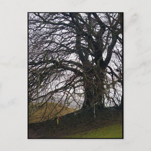 Avebury Beech Briefkaart (Voorkant)