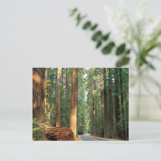 Avenue de Giants, Humboldt, CA Briefkaart (Staand voorkant)