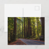 Avenue of Giant Redwood California Briefkaart (Voorkant / Achterkant)