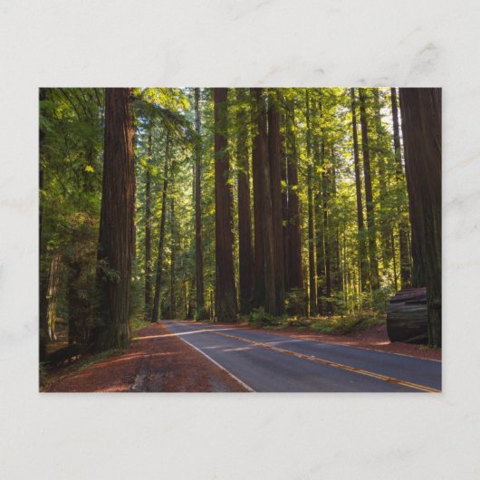 Avenue of Giant Redwood California Briefkaart (Voorkant)