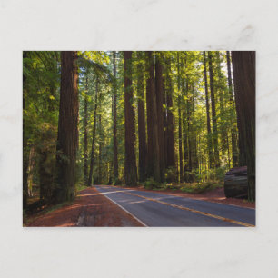 Avenue of Giant Redwood California Briefkaart