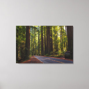 Avenue of Giant Redwood California Canvas Afdruk