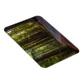 Avenue of Giant Redwood California Magneet (Rechterzijde)