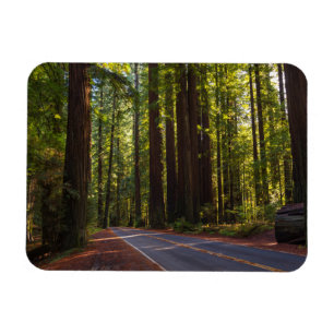 Avenue of Giant Redwood California Magneet