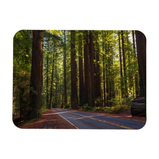 Avenue of Giant Redwood California Magneet (Horizontaal)