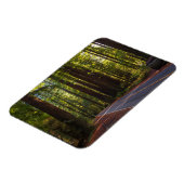 Avenue of Giant Redwood California Magneet (Linkerzijde)