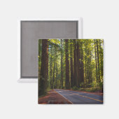 Avenue of Giant Redwood California Magneet (Voorkant / Achterkant)