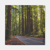 Avenue of Giant Redwood California Magneet (Voorkant)