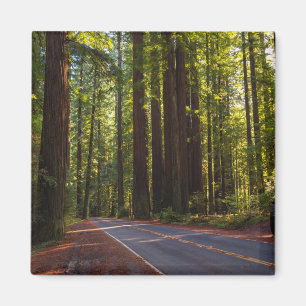 Avenue of Giant Redwood California Magneet