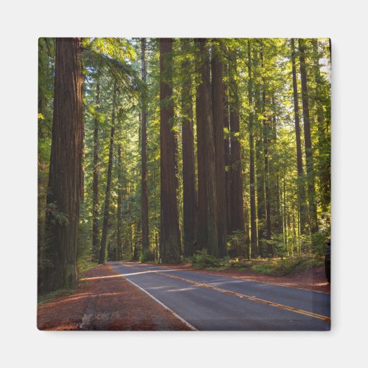 Avenue of Giant Redwood California Magneet (Voorkant)