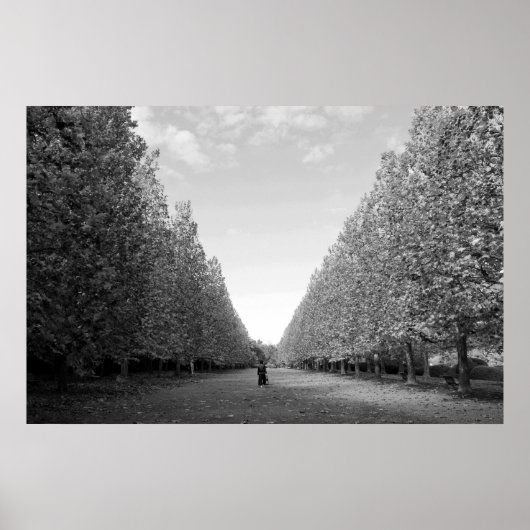Avenue of Plane Trees: Tokio (zwart-wit) Poster (Voorkant)